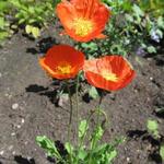 Papaver nudicaule 'Spring Fever Orange' - 