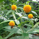 Buddleja globosa - Kugel-Sommerflieder