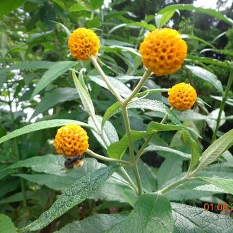 Buddleja globosa