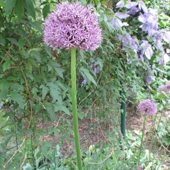 Allium 'Globemaster'