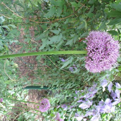 Allium 'Globemaster' - Allium 'Globemaster'