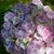 Hydrangea macrophylla 'Frau Yoshimi'