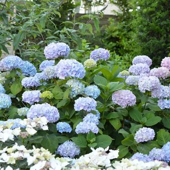 Hydrangea macrophylla  'Bouquet Rose'