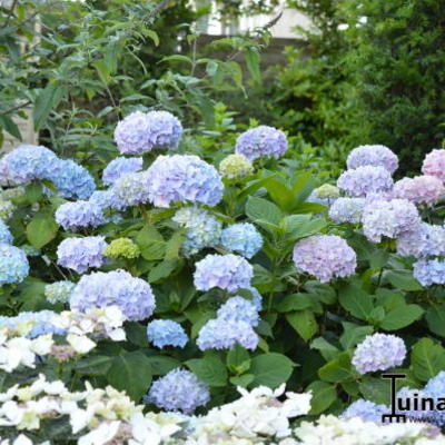 Hydrangea macrophylla  'Bouquet Rose' - Hydrangea macrophylla  'Bouquet Rose'