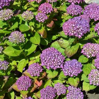 Hydrangea macrophylla 'Hobergine'