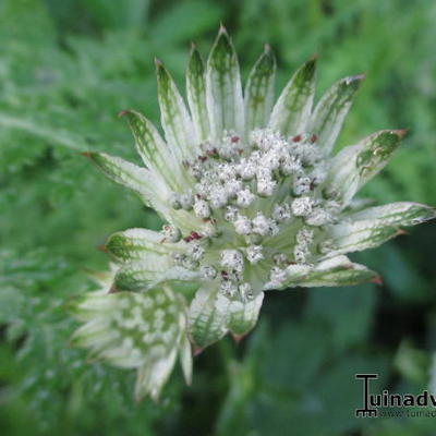 Astrantia major subsp. involucrata 'Barrister' - 