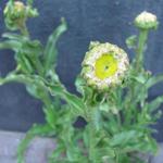 Leucanthemum x superbum 'Victorian Secret' - 