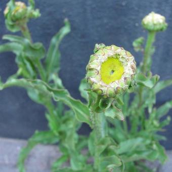 Leucanthemum x superbum 'Victorian Secret'