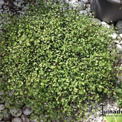 Muehlenbeckia axillaris - 