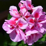 Pelargonium x hortorum 'Caroline' - 