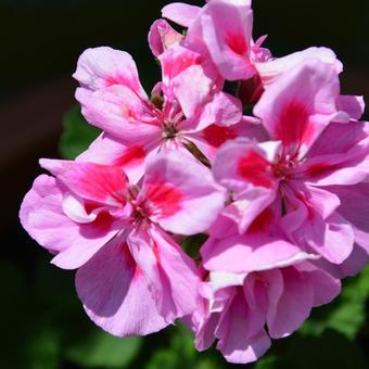 Pelargonium x hortorum 'Caroline'