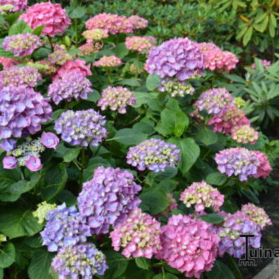 Hydrangea macrophylla 'Enziandom' - 