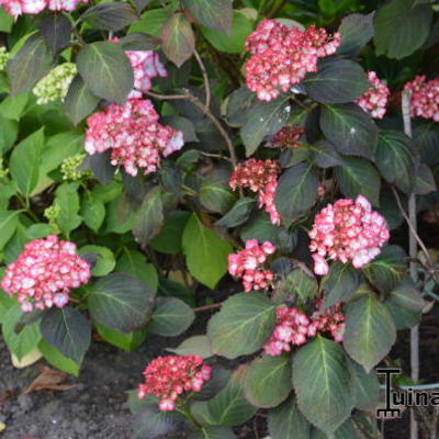 Hydrangea macrophylla 'Ripple' - 