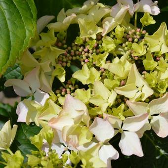 Hydrangea macrophylla 'Great Other'