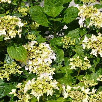 Hydrangea macrophylla 'Great Other'