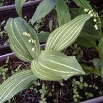 Convallaria majalis 'Albostriata' - 