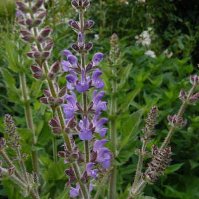 Salvia hians - 