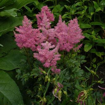 Astilbe x arendsii 'Bressingham Beauty'