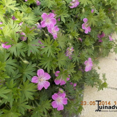 Geranium sanguineum 'Canon Miles' - 