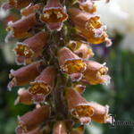 Digitalis parviflora 'Milk Chocolate' - 