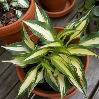 Hosta 'Surprised by Joy'