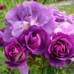 Rosa 'Rhapsody in Blue' - 