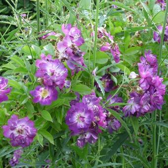 Rosa 'Veilchenblau'