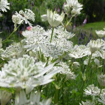 Astrantia major 'Superstar'