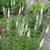 Veronica spicata 'Alba'