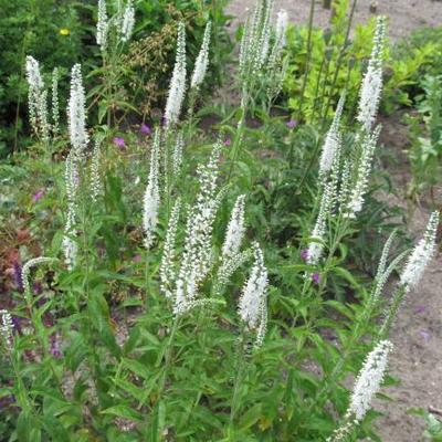 Veronica spicata 'Alba'