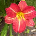 Hemerocallis 'Red Rum' - 