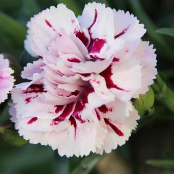 Dianthus plumarius 'Velvet 'n Lace'