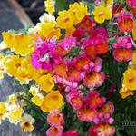 Nemesia 'Grandinette' - 