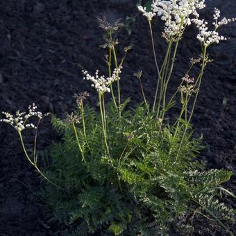 Filipendula vulgaris