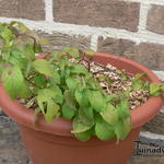 Mentha arvensis 'Banana' - 