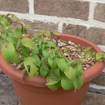 Mentha arvensis 'Banana'