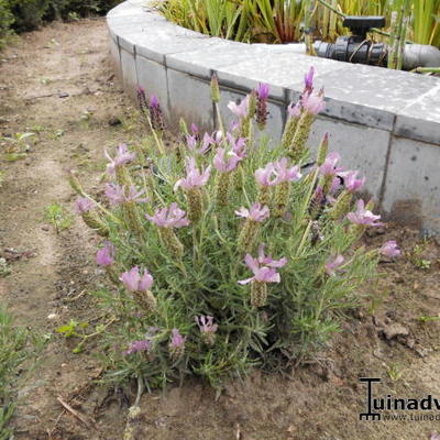 Lavandula Stoechas 'Sancho Panza' - 