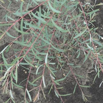 Salix purpurea 'Nancy Saunders'