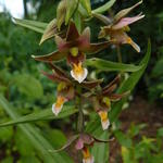 Epipactis 'Sabine' - 