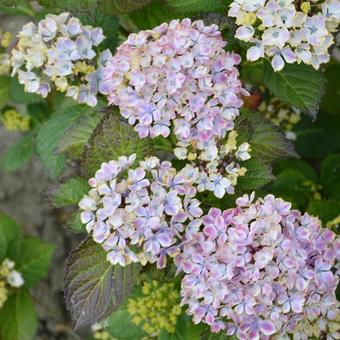 Hydrangea macrophylla 'Frau Taiko'