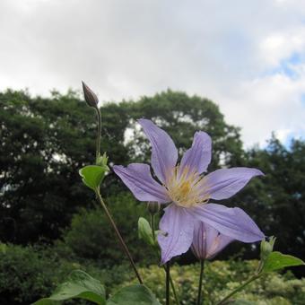 Clematis 'Blue River'