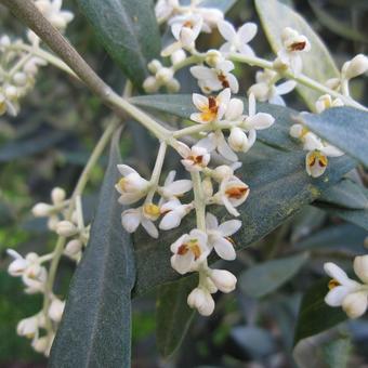 Olea europaea