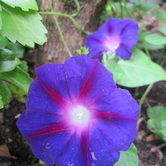 Ipomoea purpurea