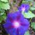 Ipomoea purpurea