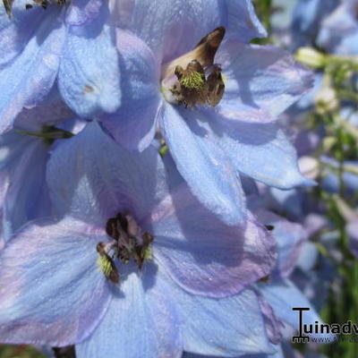 Delphinium 'MAGIC FOUNTAIN'  - 