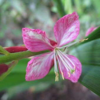 Gaura lindheimeri 'Rosy Jane'