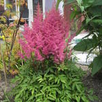 Astilbe 'Fireberry' - 