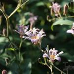 Tricyrtis - 