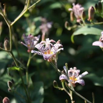 Tricyrtis