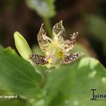 Tricyrtis 'Golden Leopard' - 